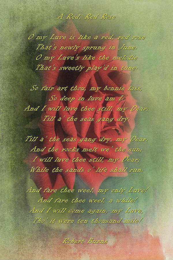 Red, Red Rose, Robert Burns Photograph by Gary McJimsey - Pixels