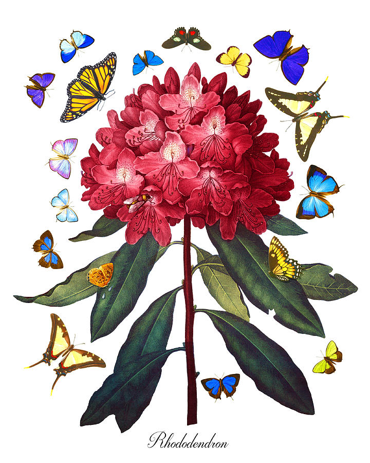 Red Rhododendron, Antique Copperplate Print with Multi-Colored Butterflies, Sharp PNG Painting by Kathy Anselmo
