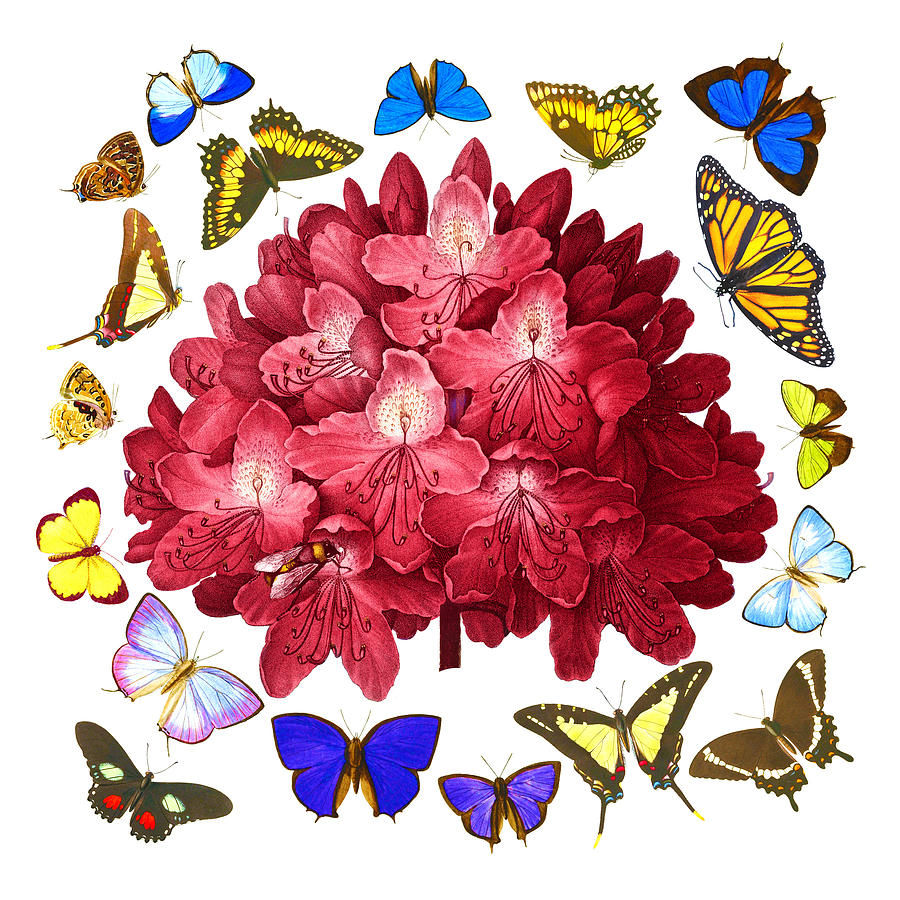 Red Rhododendron, Antique Copperplate Print with Multi-Colored Butterfly Swarm, Sharp PNG Painting by Kathy Anselmo