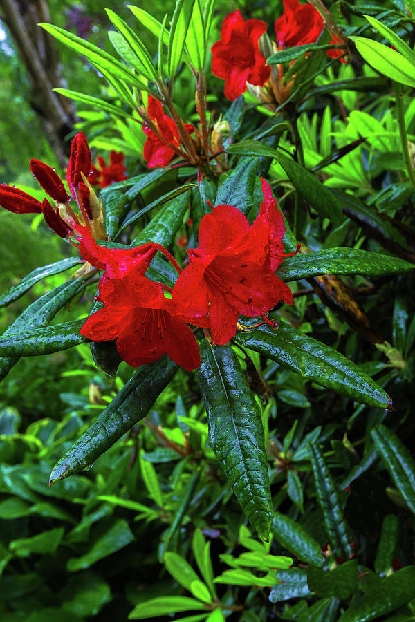 Red Rhododendron covered with dew  Photograph by Alex Lyubar