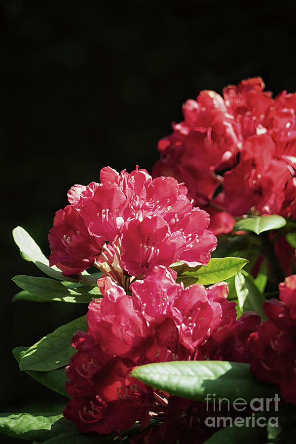 Red Rhododendron Photograph by Lynn Bolt