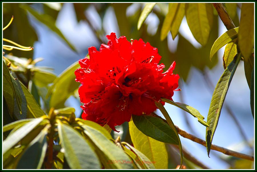 Red Rhododendron Photograph