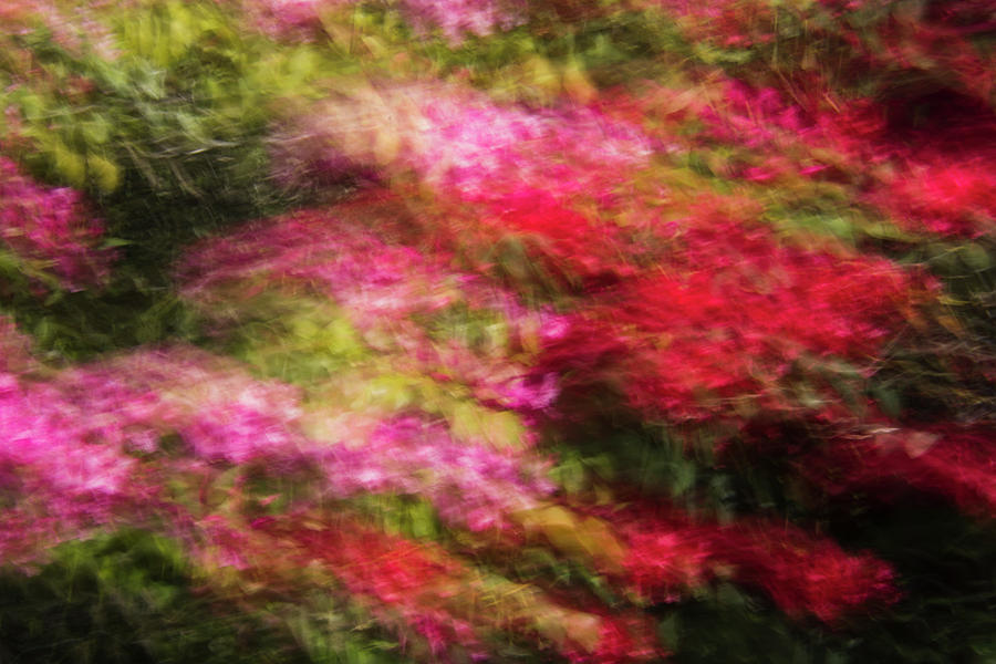 Red Rhododendron by Yulia Kazansky Red Rhododendron by Yulia Kazansky