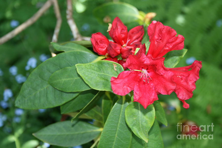 Red Rhody Photograph by Norma Appleton