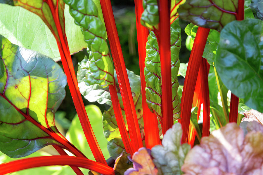 Red Rhubarb Stems In The Sunlight Photograph by James Eddy