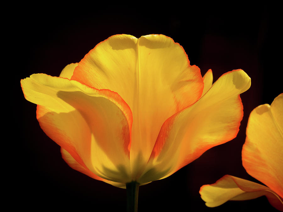 Red Rimmed Tulip Photograph by Jean Noren
