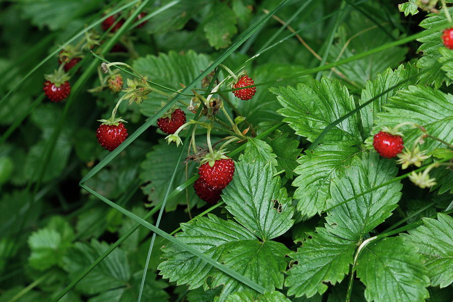 Red Ripe Strawberries Photograph by Valerie Collins