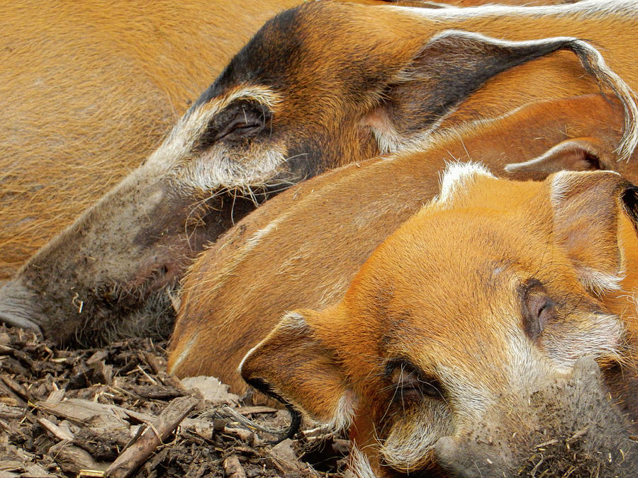 Red River Hog Photograph - Red River Hogs Sleeping by Phil And Karen Rispin