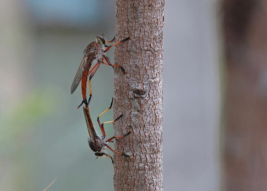 Red Robber Flies Mating Photograph by Maryse Jansen
