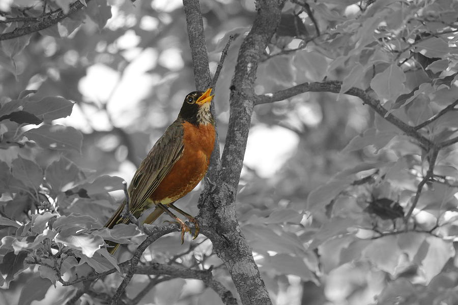 Red Robin Selective Coloring Photograph by Living Color Photography Lorraine Lynch