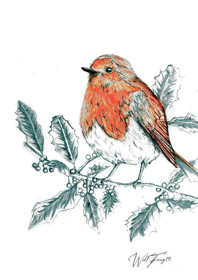 Red Robin Drawing by William Fong Fine Art America