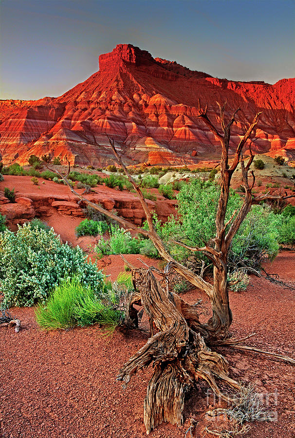 Red Rock Butte And Juniper Snag Paria Canyon Utah Photograph by Dave Welling