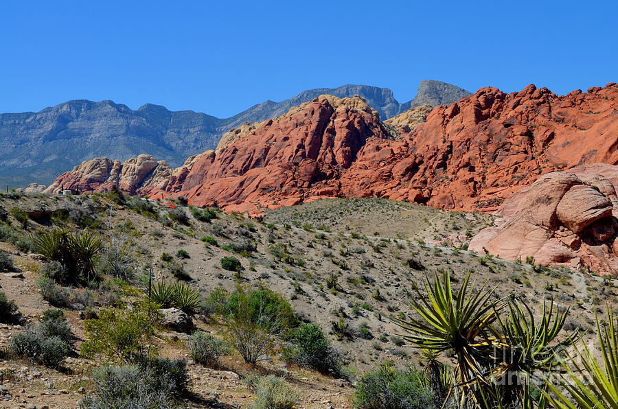 Red Rock Canyon - 2 Photograph by Mary Deal