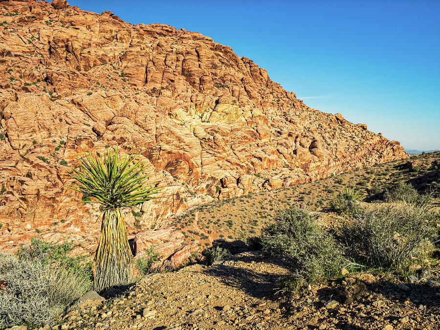 Red Rock Canyon and Mojave Yucca I Photograph by Marianne Campolongo