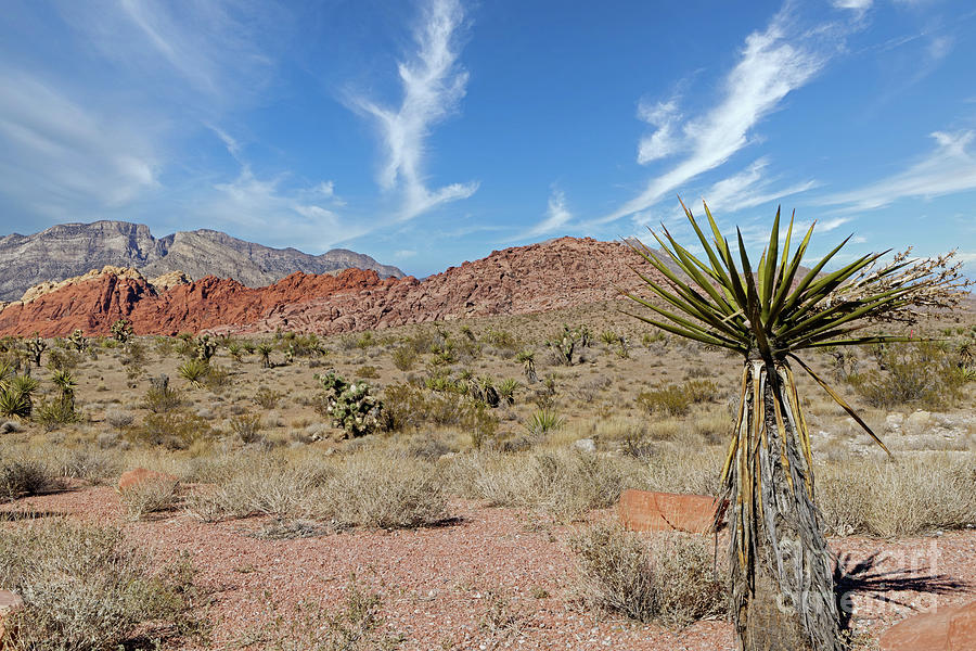 Red Rock Canyon National Conservation Area Photograph by Natural Focal Point Photography