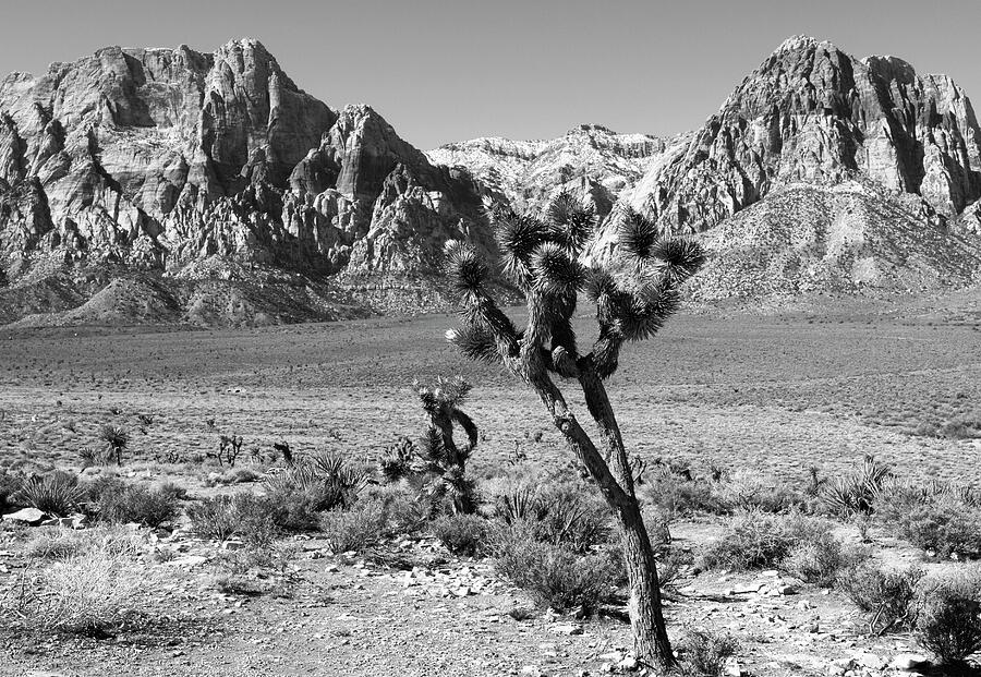 Joshua Tree in Red Rock Canyon Monochrome Desert Landscape Photography Photograph by Bob Pardue Joshua Tree in Red Rock Canyon Monochrome Desert Landscape Photography Photograph by Bob Pardue