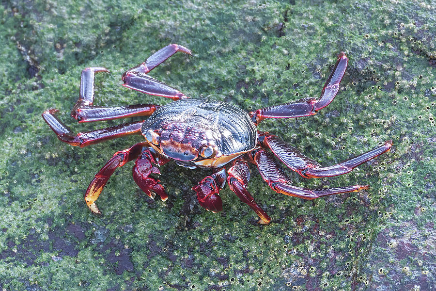 Red Rock Crab  Photograph by Bradford Martin