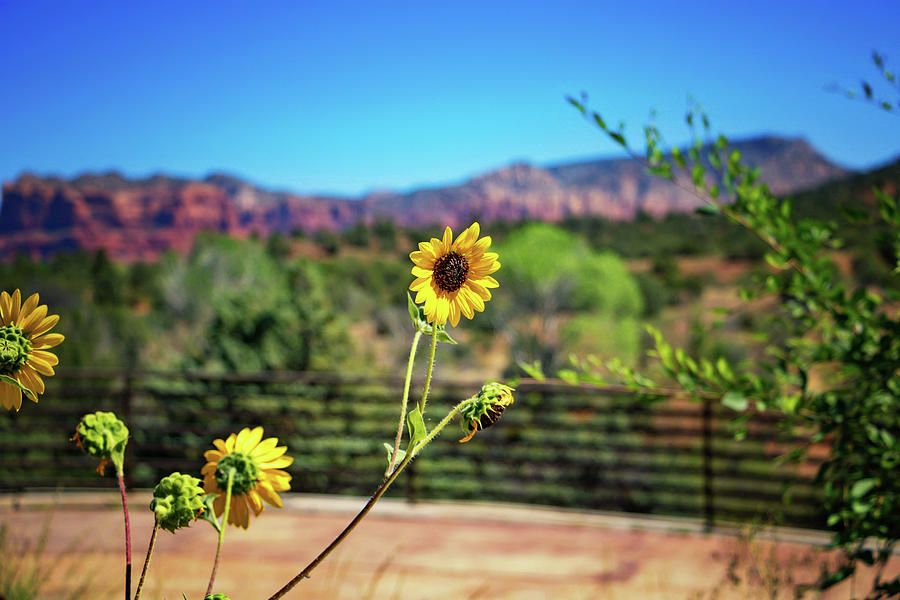 Red Rock Ranger Station Blooms Photograph by Marisa Geraghty Photography