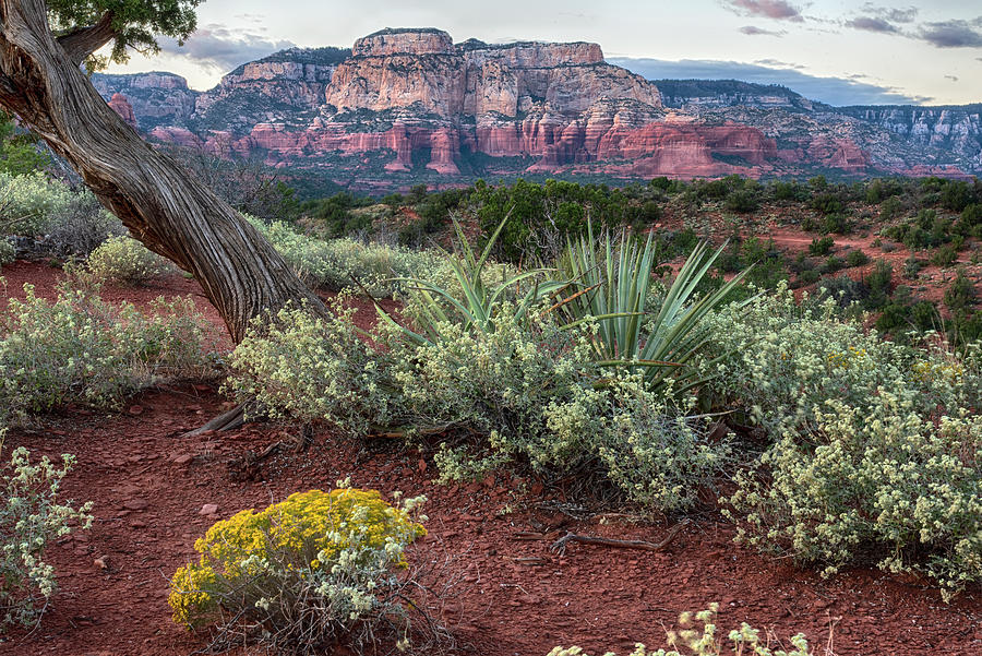 Red Rocks with Yucca and Brittlebush Photograph by Dave Dilli
