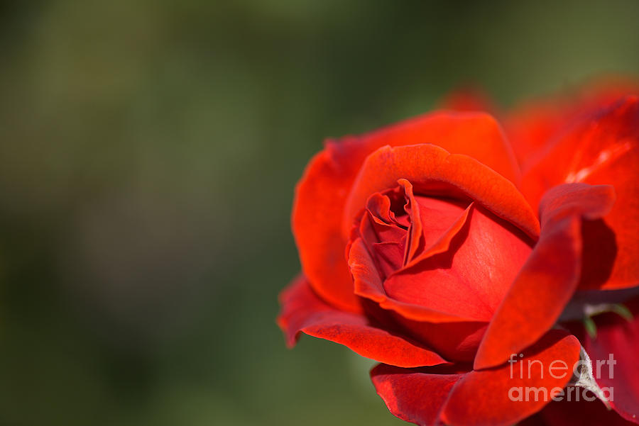 Red Romance Rose  Photograph by Joy Watson