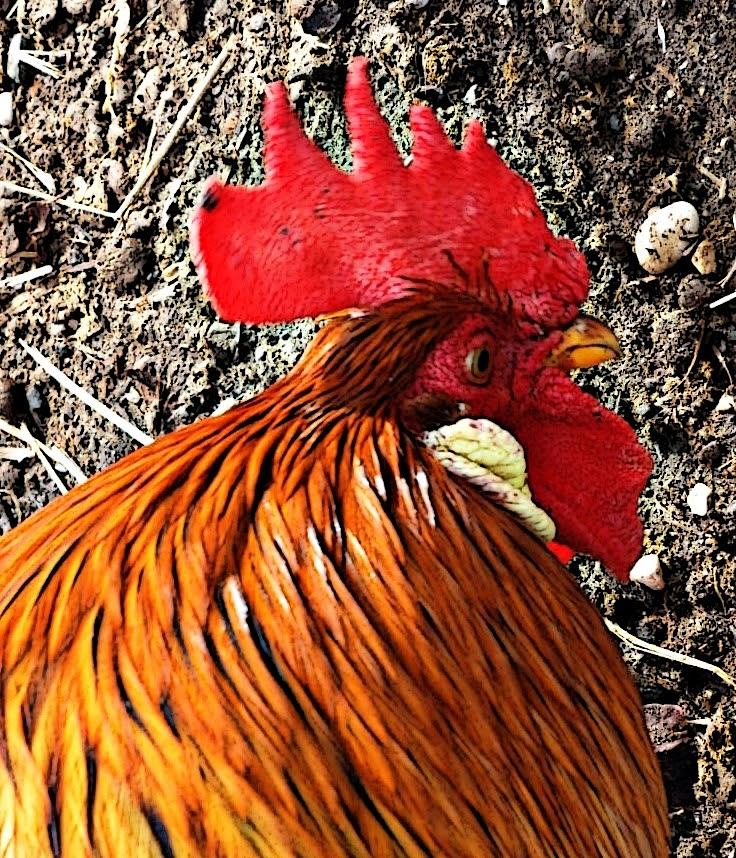 Red Rooster Photograph by Judy Stepanian