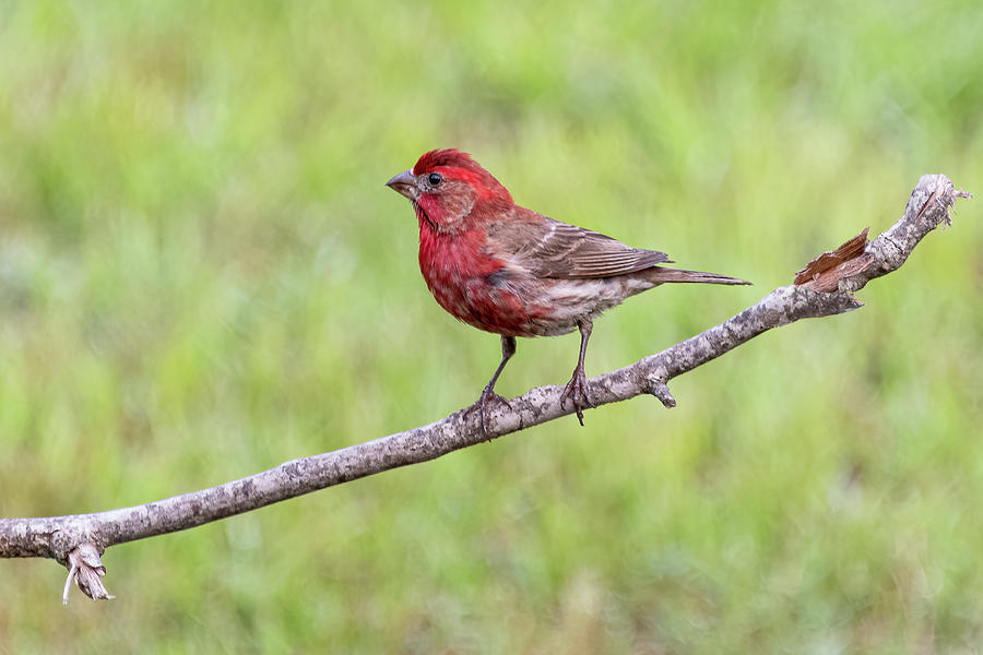 Red Rooster...Finch Photograph by John Kirkland
