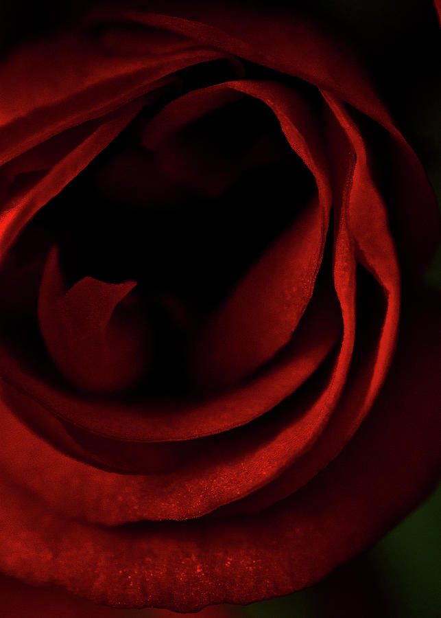 Red rose #1 Photograph by Al Fio Bonina