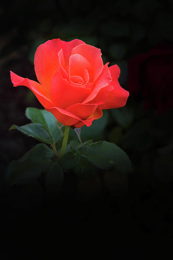 Red Rose 1 Photograph by David Lunde