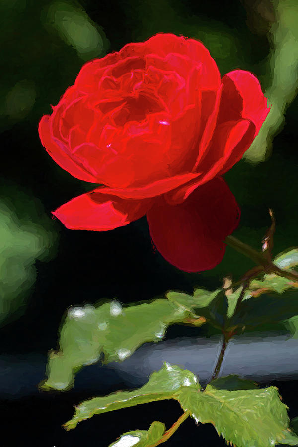 Red Rose 1 Digital Art by LGP Imagery