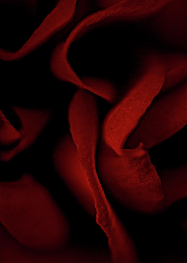 Red rose #2 Photograph by Al Fio Bonina