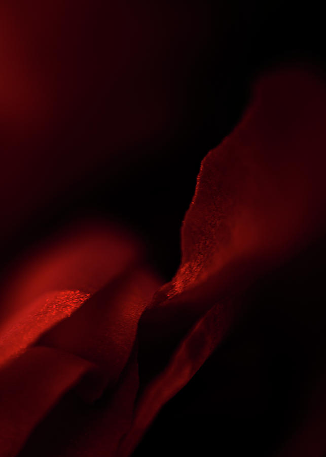 Red rose #3 Photograph by Al Fio Bonina