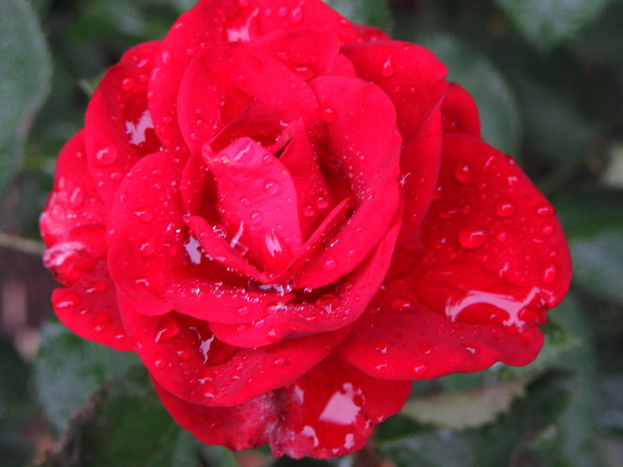 Red Rose after rain Photograph by Galina Todorova