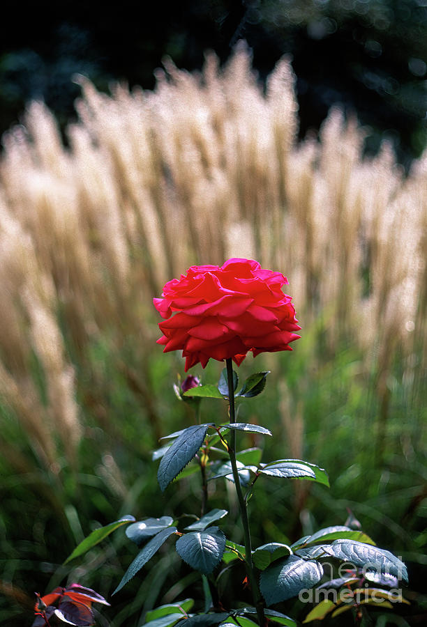 Red Rose Against Ornamental Grass Photograph by William Kuta