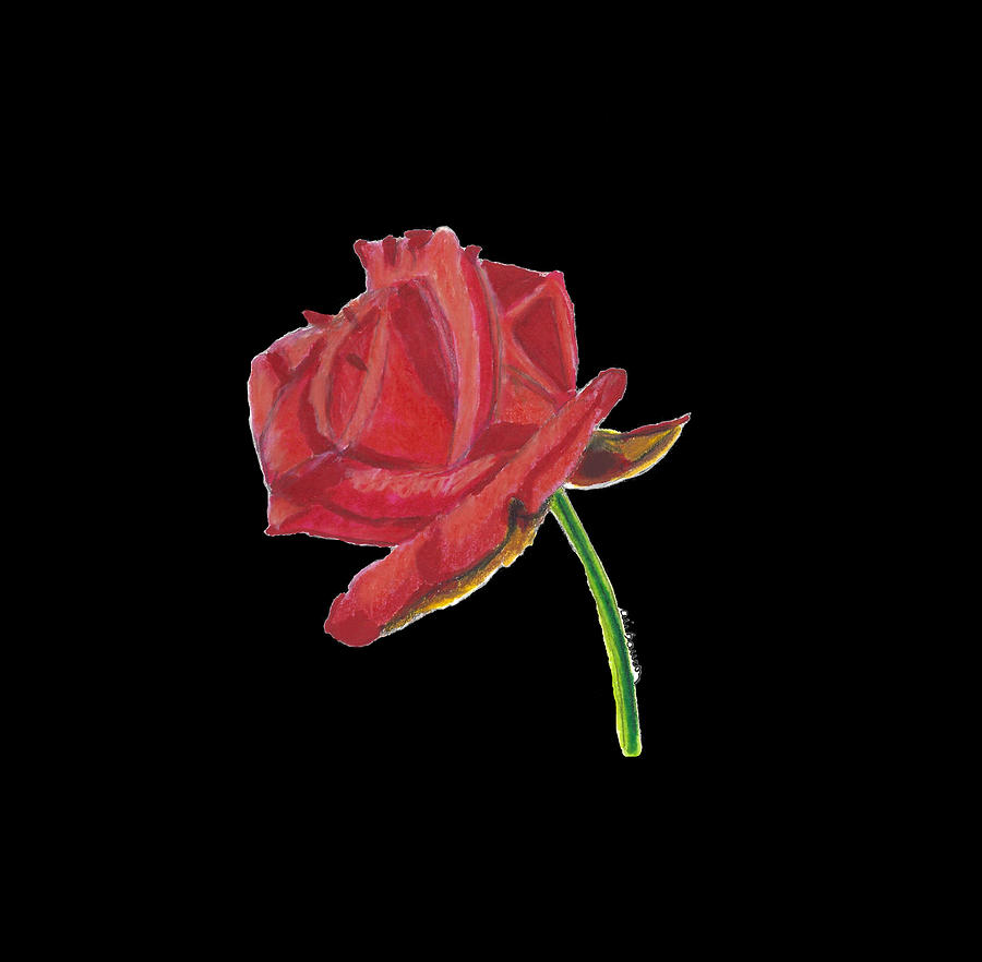 Red Rose Drawing by Ali Baucom