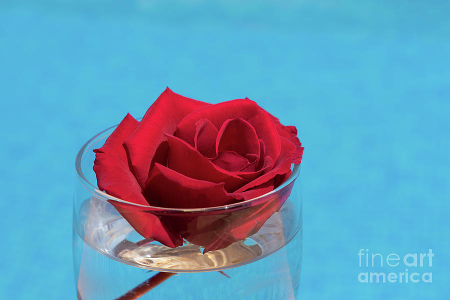 Red rose and blue water Photograph by Adriana Mueller