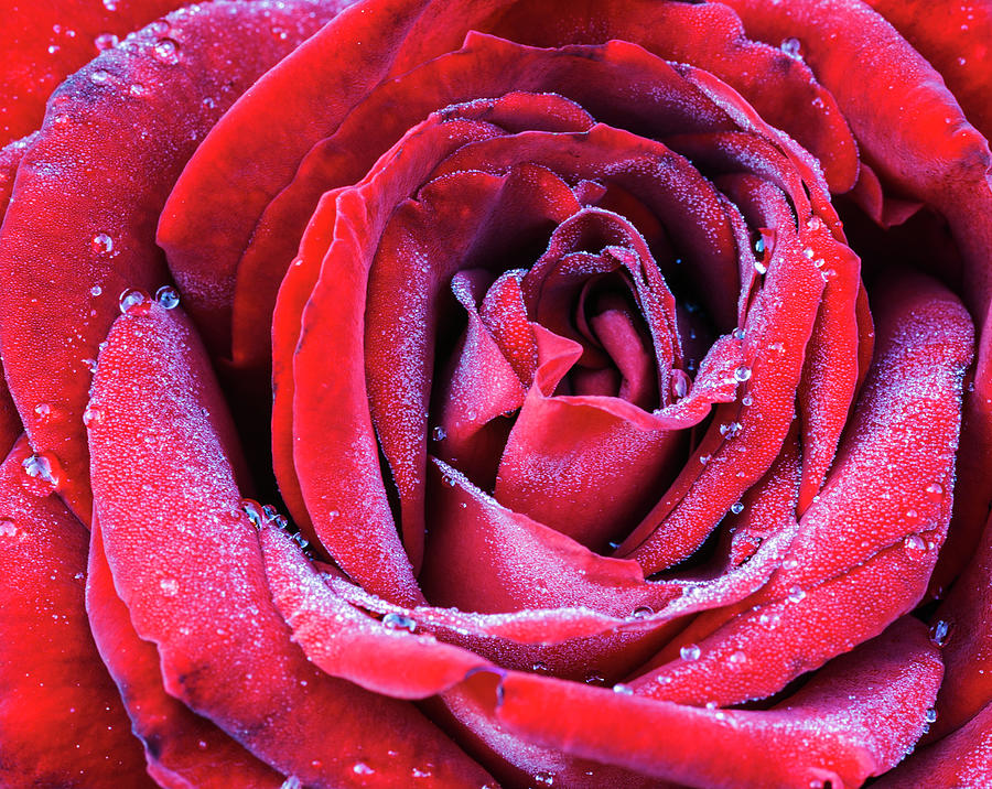Red rose and frost Photograph by Vishwanath Bhat