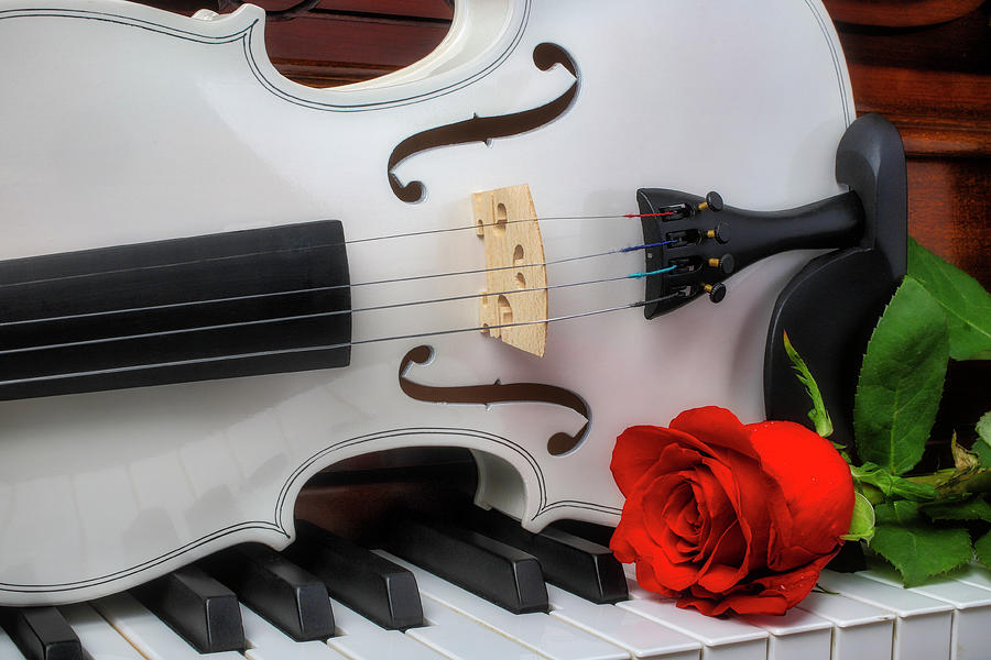 Red Rose And Lovely White Violin Photograph by Garry Gay - Fine Art America