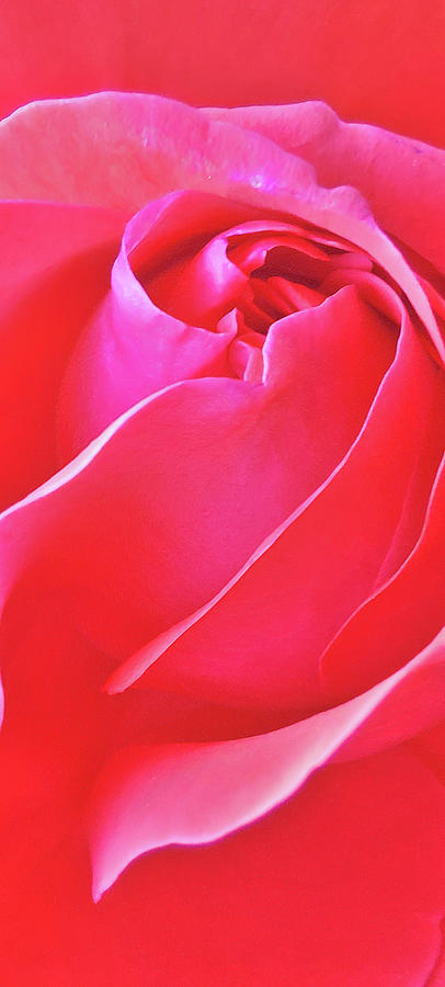 Red Rose. Digital Art