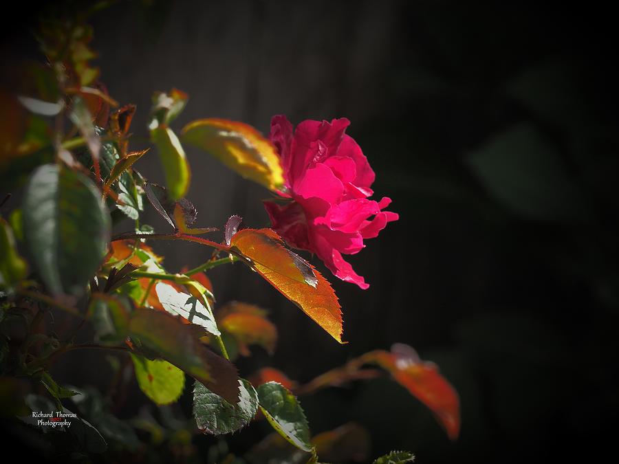 Red Rose Back Light Photograph by Richard Thomas