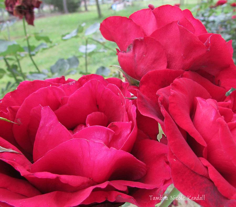 Red Rose Beauties Photograph by Tambra Nicole Kendall