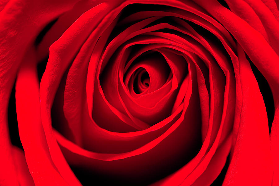 Red Rose Beauty Photograph