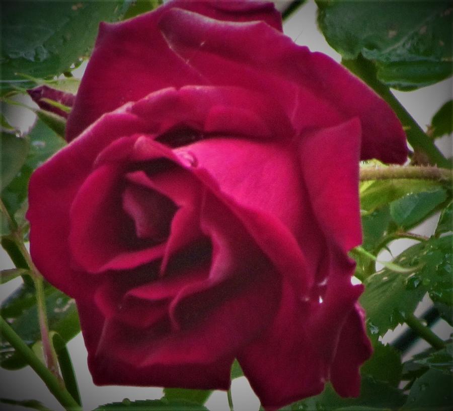 Red Rose Photograph by Bill Puglisi