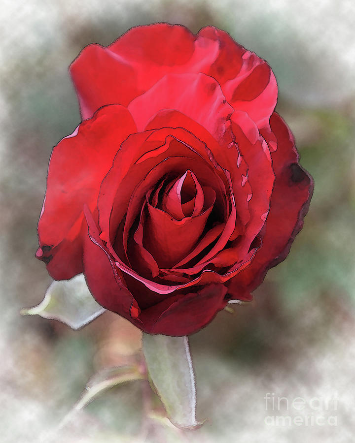 Rose Digital Art - Red Rose Bloom In Watercolor by Kirt Tisdale
