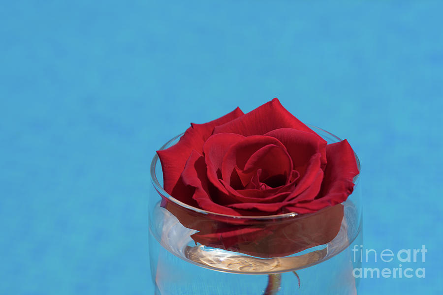 Red rose blossom and blue water Photograph by Adriana Mueller