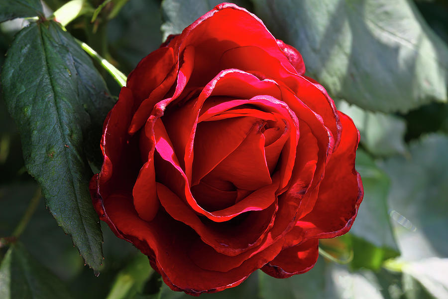 Red Rose Photograph