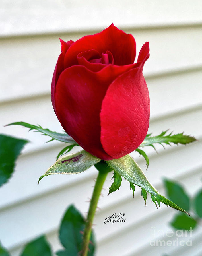 Red Rose Bud Photograph by CAC Graphics