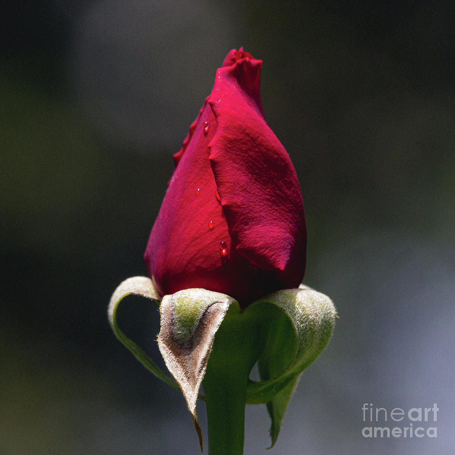 Red Rose Bud Fruitland Park Florida Photograph by Philip And Robbie Bracco