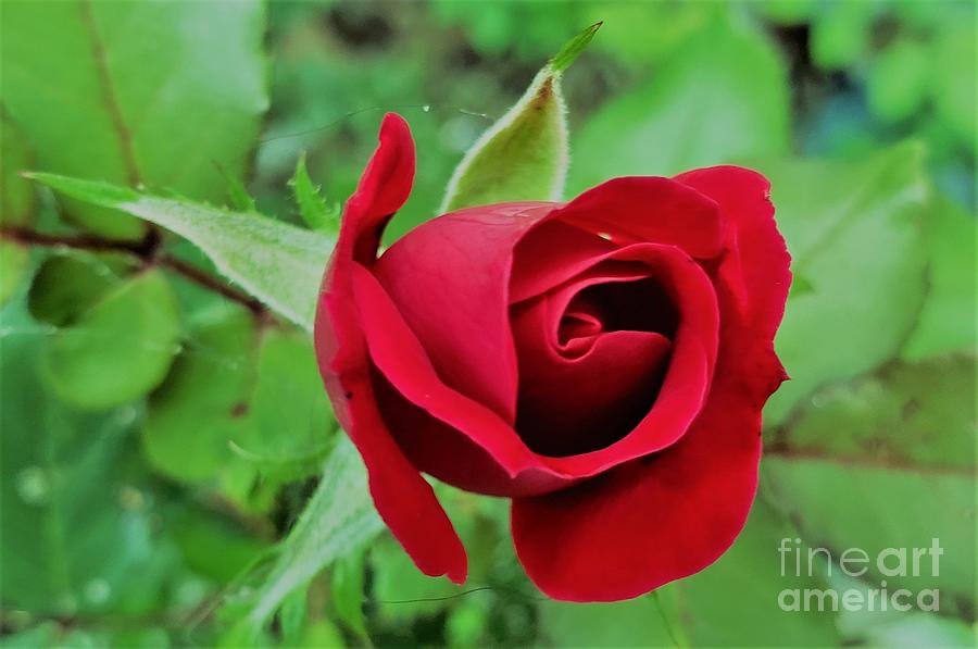Red Rose Bud Photograph