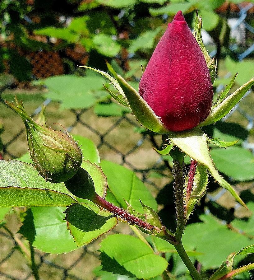 Red Rose Bud Photograph by Linda Stern
