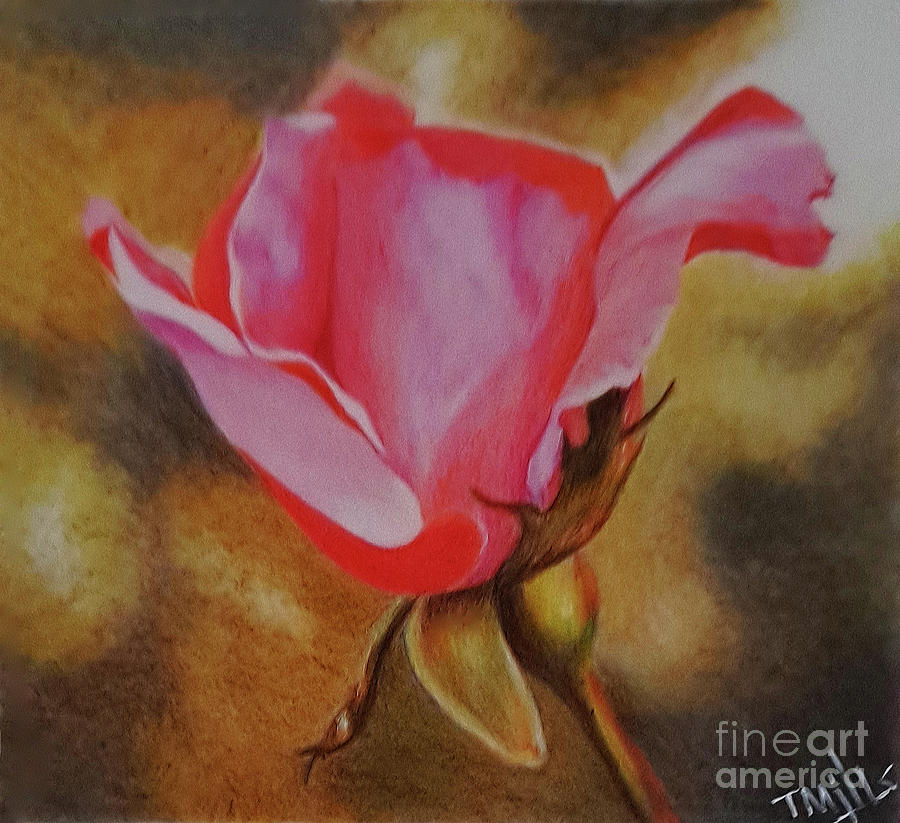 Red Rose Bud Drawing by Terri Mills